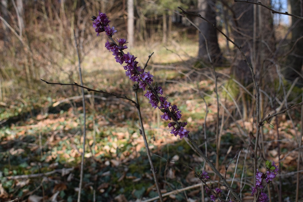 2018 03 25 Osterwanderung Elisa v 026